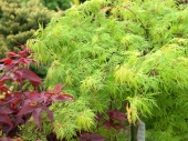 Acer palmatum 'Emerald Lace' 